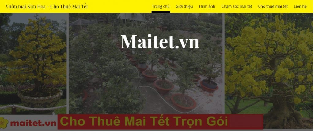 Công ty cho thuê mai ngày tết Maitet.vn