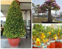 Công ty dịch vụ cho thuê cây cảnh chơi Tết Hà Nội